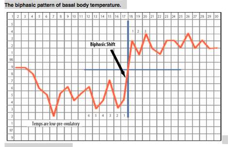 Basal-temperature-BBT-contraception