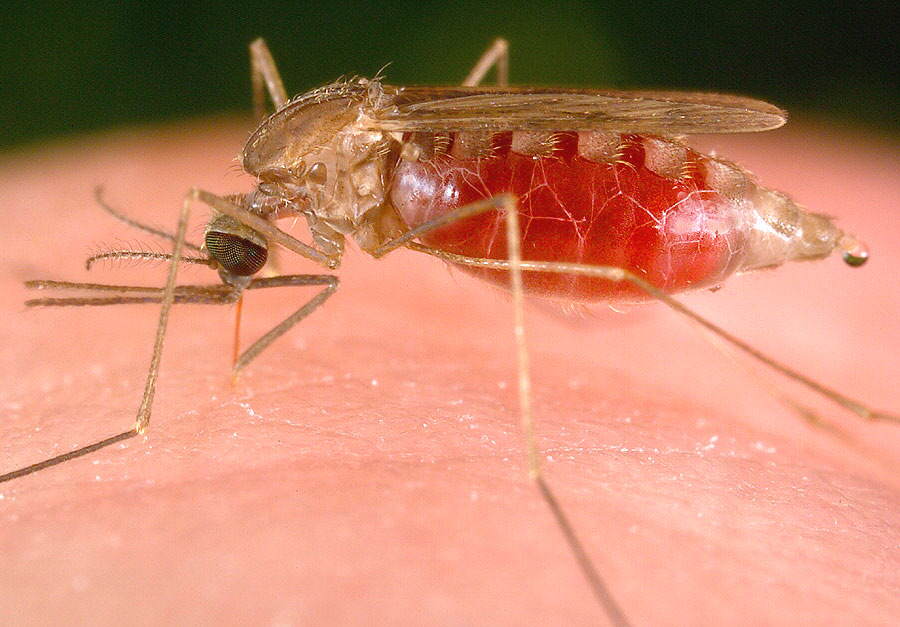 Anopheles mosquito