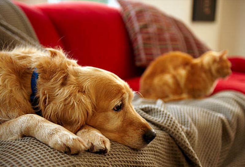 Having Pets Reduces Risks of Developing Allergies